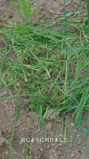 葉先に現れた変化と、ニラのリセット作業 #家庭菜園