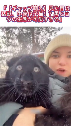 『【ギャップ萌え】見た目は猛獣、中身は子猫！？黒ヒョウの生態が可愛すぎる』#黒ヒョウ #ギャップ萌え #大型ネコ科 #おもしろ動物 #癒し動画