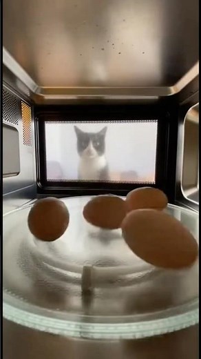 This cat explodes EGGS for FUN😱 #shorts #trending