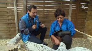 Quand Laurent Lévêque rencontre la chouette d'Harry Potter... | France 3 Normandie