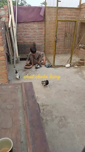 Young Boy Interacts with Pigeons in the Backyard