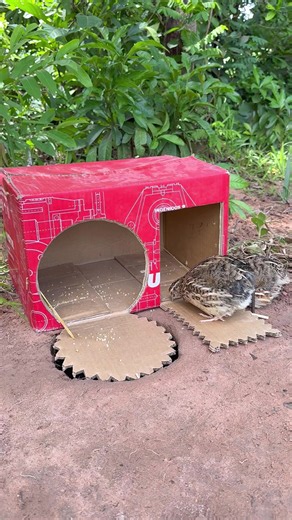 Quick Quail Trap Using a Cardboard Box - Easy Survival Trap
