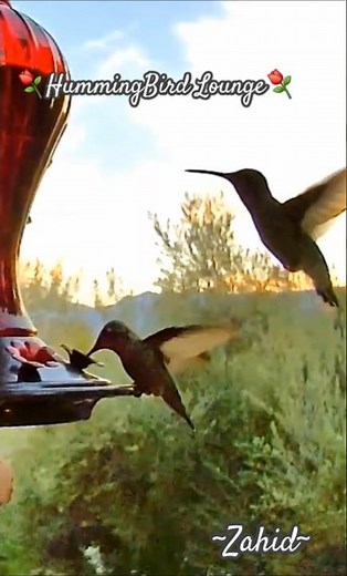 Discover the SECRET to Attracting Hummingbirds to Your Garden