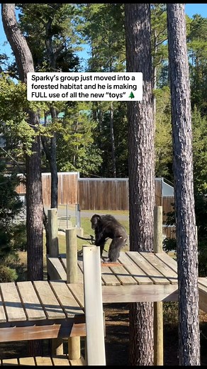 339K views · 5.8K reactions |  Caregiver, Abby | Chimp Haven | Facebook