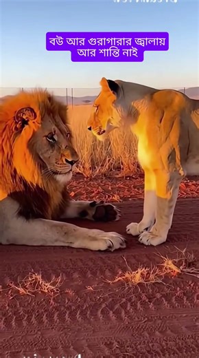 সিংহ হইলেও বউকে ভয় পায়, এটাই বাস্তব #explain_blogger_world #newshorts #newvideo #shortsfeed #short