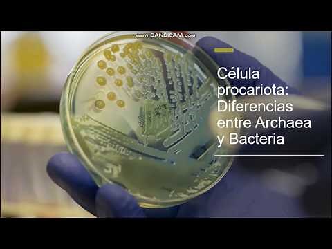 Célula procariota: Diferencias entre Archaea y Bacteria
