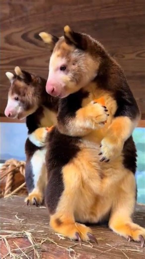 The Only Time Chewing With an Open Mouth Is Allowed 😂