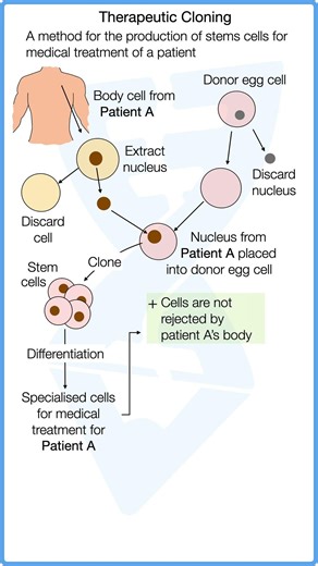What is Therapeutic Cloning? AQA GCSE Biology Unit 1 #shorts #AQA #gcsebiology