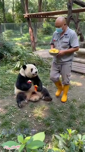 Cute Panda #namduong #xuhuong #fyp | Cute Panda