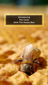 9.9K views · 234 reactions | Introducing the Carer Bee  In a bee...
