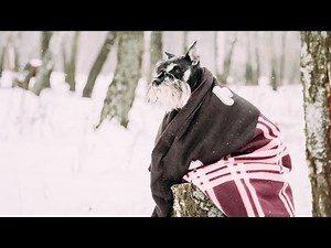 Decoding Miniature Schnauzer Coat Colors and Patterns