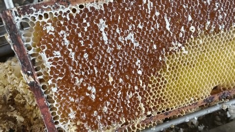clip-4020749425-real-life-authentic-video-uncapping-honeycomb-beekeeping