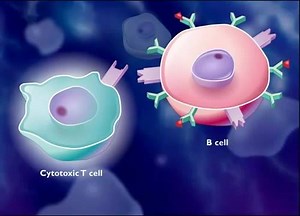 788K views · 8.5K reactions | Animated Video of "The Immune Response" !!! | Microbe Notes | Facebook