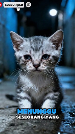 k4sihan km cing 🥹#kucing #cat #catlovers #lucu