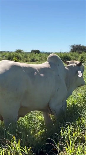 Just pasture! #viral #cattle