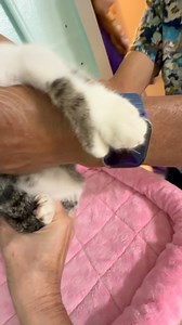 Meet our cute little polydactyly / Hemingway kitten! Yori is just 2 months old and will be at the kitten Mingle this Saturday (tomorrow) from 11am - 1pm. But here’s a little secret, she’s actually at the shelter now! Yep, she just hit the adoption floor so you don’t have to wait until tomorrow 🩷. Southeast Volusia Humane Society 1200 S. Glencoe Rd, NSB | Southeast Volusia Humane Society