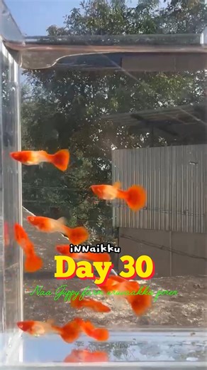 Day 30 – Naan guppy farm uruvaakka poren. #guppies #kolathurfishfarm #trending #guppyfishfarming