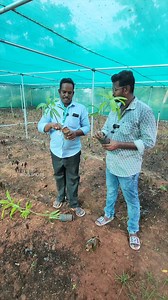 741K views · 6.3K reactions | இலவச பழகன்றுகள்!! எப்படி வங்கனும்?? நெல்லி. எழுமிச்சை, கொய்யா,மா எல்லாமே Free!! அரசு தோட்டகலை பண்ணை | மூவாநல்லூர் - திருவாரூர் மாவட்டம் | Mannargudi | Bigg Shots Reviews | Facebook