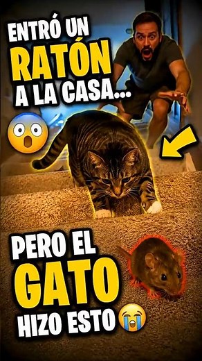A mouse got into the house… but the cat did this 😭