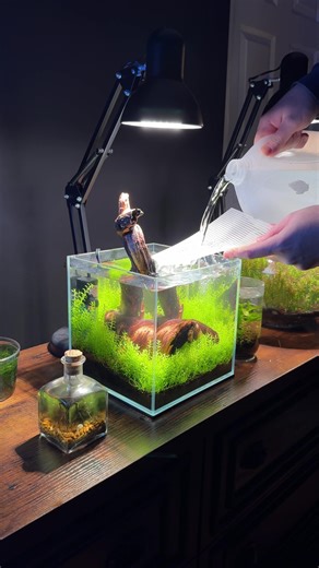 I was getting bored of this tank so I decided to change things up. Added a tiny filter that Zoo Med sent me and then added a piece of mopani driftwood. I’ll wait for the plants to fill in before I make anymore changes. This might be temporary if I don’t like it. 😂 #aquarium #plants #fishtank #aquascape