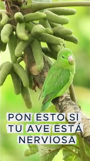 🔊 Pon esto si tu ave está nerviosa por ruidos 🕊️
