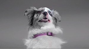 5.4K reactions · 1K shares | Mix a little wet food into your pup’s regular dry and watch the #MixMania mayhem ensue. See more Fidos freak out at www.MixMania.dog. | Mix Maniacs | Facebook