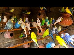 15 minutes Happy budgie Sound | Budgie Sound for lonely budgies birds | Budgie Bird sounds