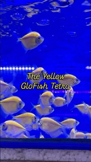 GloFish Tetra Yellow #fish #aquarium #glofish