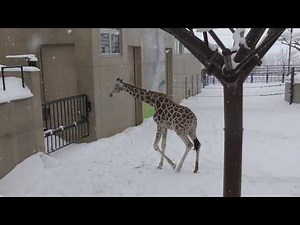 Reticulated giraffe (Asahiyama Zoo, Hokkaido, Japan) February 11, 2018