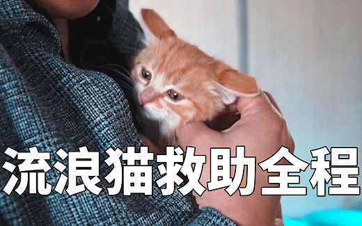 流浪猫救助行动全程记录，令人心痛的现实！