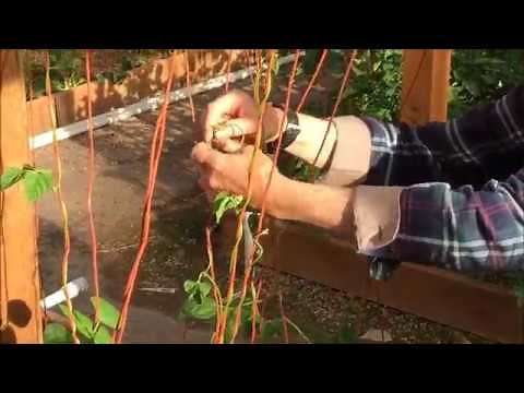 How to prune pole beans
