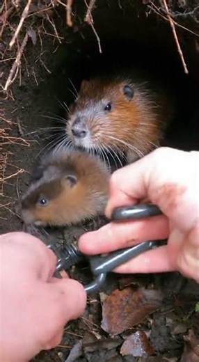 Hands Prying Clamp in a Tight Forest Den Pocket