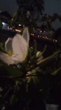 morningflower🌹🌹mandaram#homgarden#flower#butifull#song#agnisakshiyai#vedeo#viral#shorts#