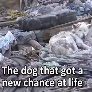 2.7M views · 48K shares | All dogs deserve a home Credits and thank you Hope For Paws | Animal Magazine | Facebook