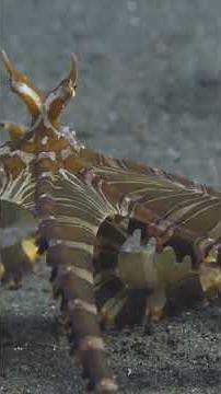 This Octopus Can Become ANYTHING