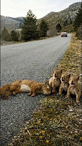 “An Old Man’s Kindness Saved a Mother Squirrel and Her Babies ❤️🐿️” | Dear Kitten
