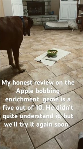 Apple bobbing enrichment game #fail #enrichment #fyp #sad #silly ￼