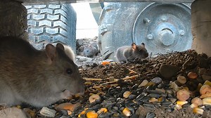 Sunday dinner under the pavillion. Look close at the lower left, they have dug a burrow to the dining room. | Pie Rats