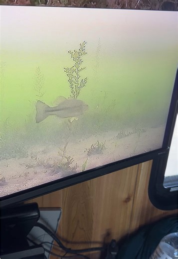 Underwater Fish Reactions: An Ice Fishing Adventure