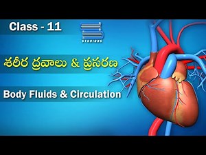 శరీర ద్రవాలు మరియు ప్రసరణ - Body Fluids | Body Fluids and their Circulation | Class 11 Biology