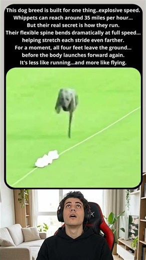 This Dog Was Born to Run #animals