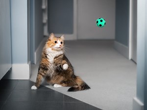 Cats Can Play Fetch Without Being Trained, Scientists Find