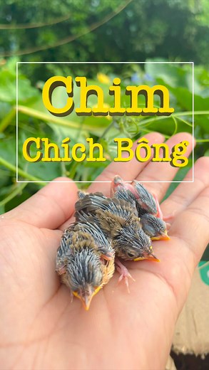 Mình Đã Nhận Chăm Sóc Những Chú Chim Chích Bông -Chích Cỏ Từ 2 Anh Em. #ChimChíchBông #Chimchíchcỏ #ChimChích #ChimChíchchoè #YêuChimCảnh #ChămSócChim #ChimCanh #ChimNon #ChimĐộtBiến | Lân