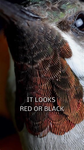 Say hello to the Plain-capped Starthroat ✨ This large hummingbird is native to Costa Rica and dry forests throughout Pacific Central America. This video highlights the structural color of hummingbird feathers—as light refracts off the throat feathers it causes them to look black or red depending on the angle. #Hummingbirdlove #hummingbird #reel #animals #videobird #viral #bird #nature #animais | Hummingbird Love