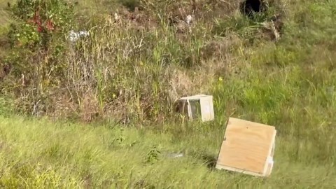 'Aggressive' research monkeys escape after Mississippi truck crash