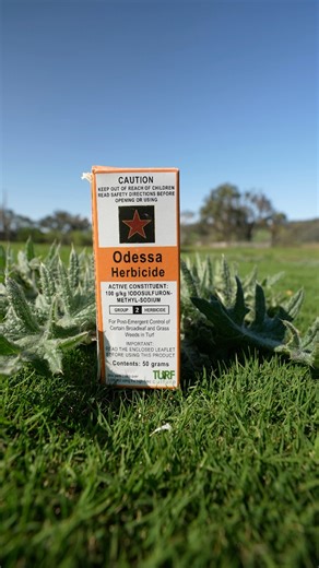 Lots of broadleaf and grassy weeds in our Tiftuf couch after all of the rain at the end of winter. We are using Odessa to help knock the ryegrass, winter grass, onion grass clover, oxalis, bindi and other broadleaf weeds! Odessa is safe on Buffalo, Couch, and Kikuyu. You can find Odessa at https://lawntips.net/products/odessa-herbicide | Lawn Tips