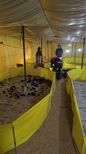 Brooding for 5000 hen chicks | ठंड में मुर्गियों का कैसे करें देखभाल