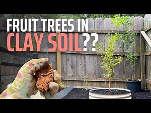 You CAN Grow Fruit Trees in Clay Soil (But Watch This First!)
