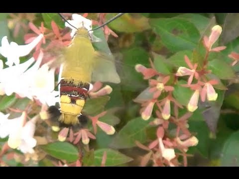 Hummingbird Moth (Clearwing) Up Close!