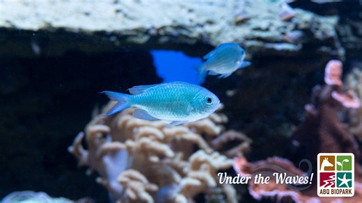 4.7K views · 64 reactions | Under the Waves! Wednesdays Meet the...